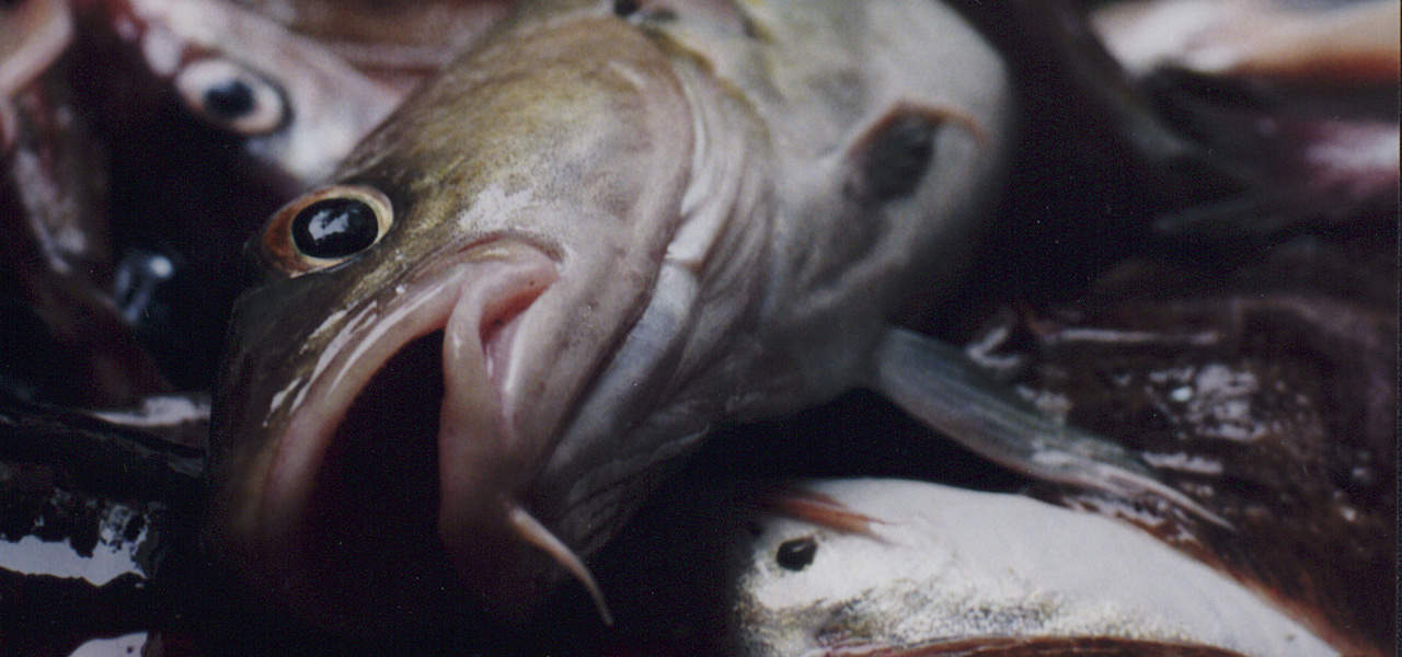 Read more about the article KFO: UK can’t have its cake and eat it