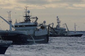Norway gets the bulk of the capelin quota - @ Fiskerforum