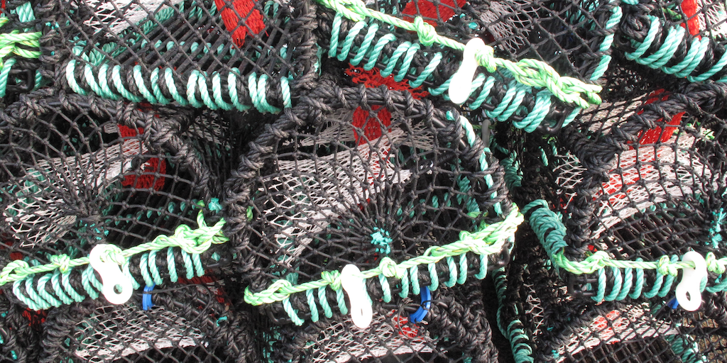 Read more about the article Two legal lobsters out of 250