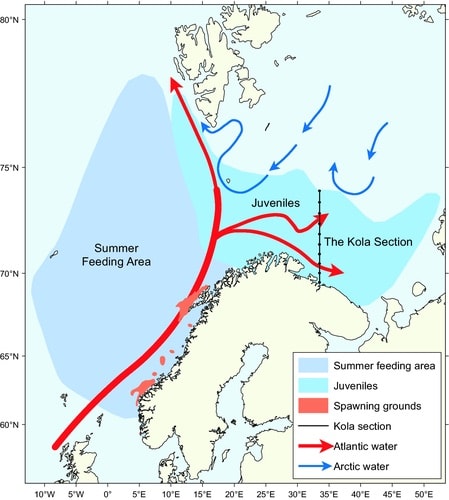 Higher temperatures - less Atlanto-Scandian herring - FiskerForum