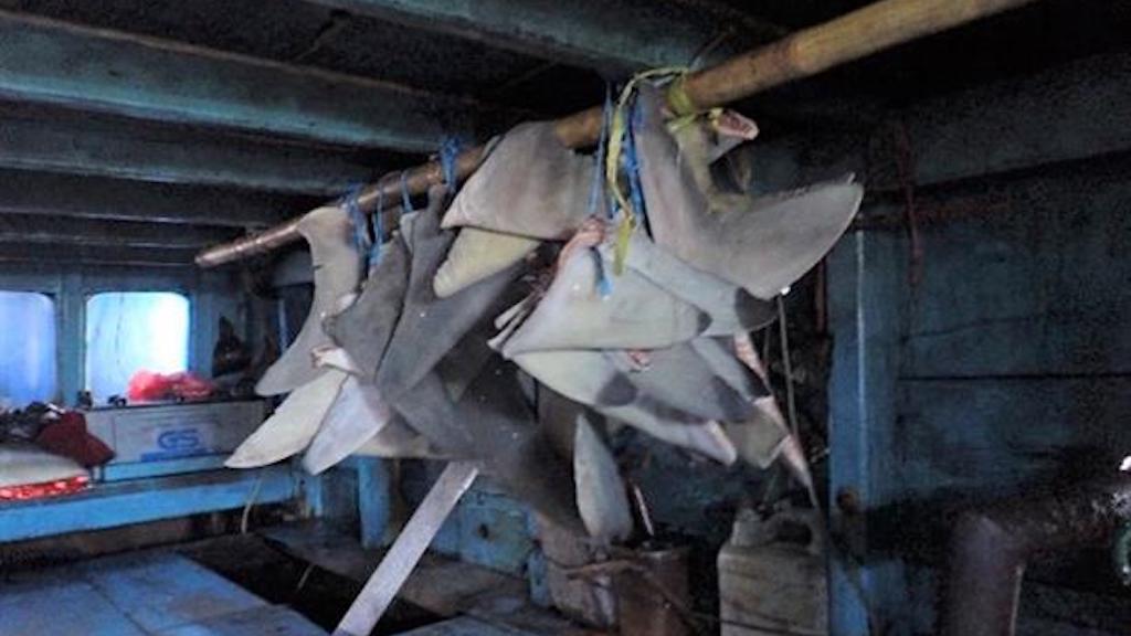 Read more about the article Convictions for shark finning