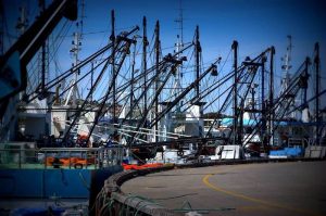 AFMA disputes the conclusions reached by Edgar et al. on Australian fishery stocks - @ Fiskerforum