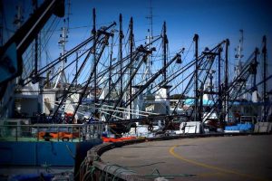 AFMA disputes the conclusions reached by Edgar et al. on Australian fishery stocks - @ Fiskerforum