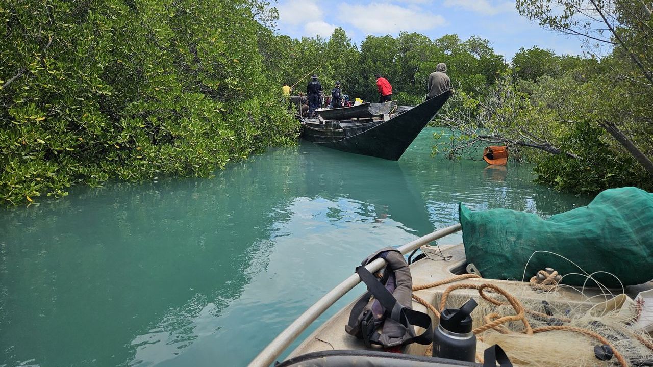 Read more about the article Poachers pulled out of the mangroves