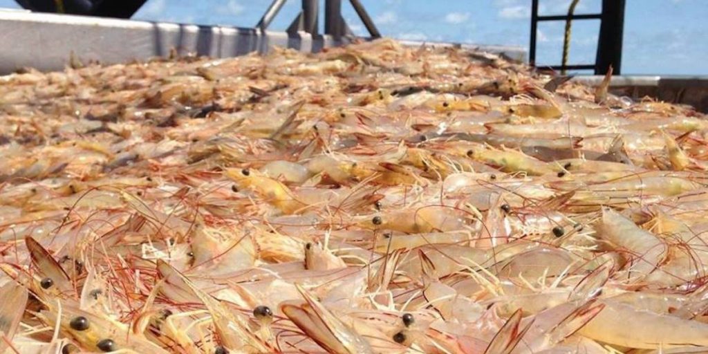 Australia's Northern Prawn Fishery industry leads innovation in by-catch  reduction - FiskerForum