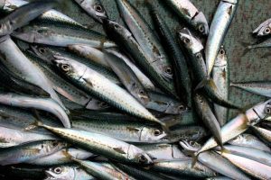 AFMA has more than quadrupled this year’s jack mackerel (west) quota to 4190 tonnes - @ Fiskerforum