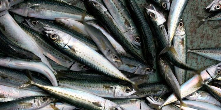 AFMA has more than quadrupled this year’s jack mackerel (west) quota to 4190 tonnes - @ Fiskerforum
