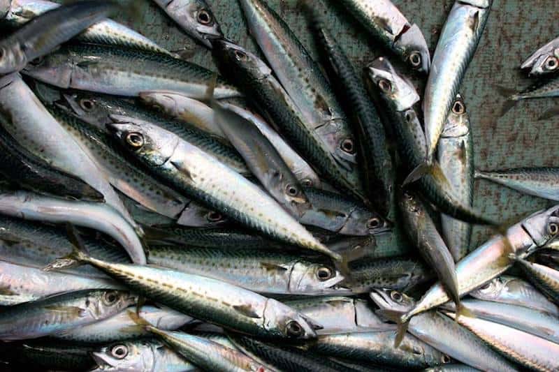 Read more about the article Latest science supports bigger jack mackerel quota