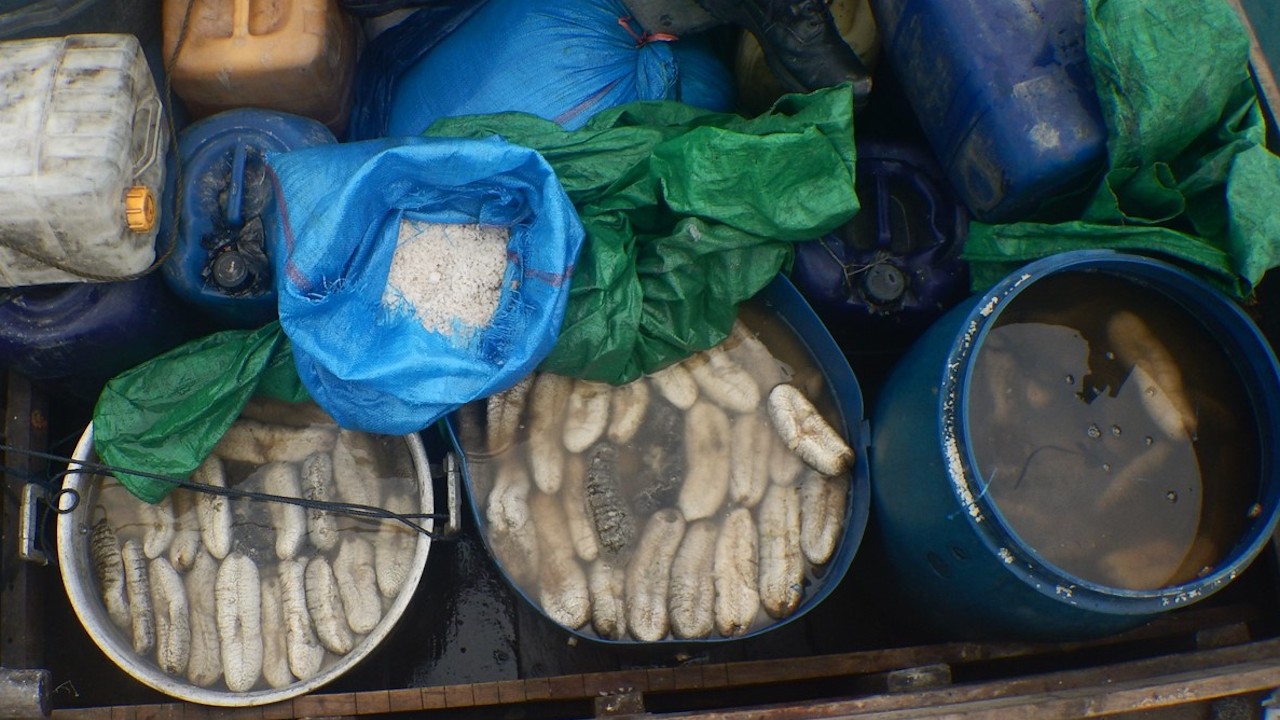 Read more about the article Record illegal haul intercepted