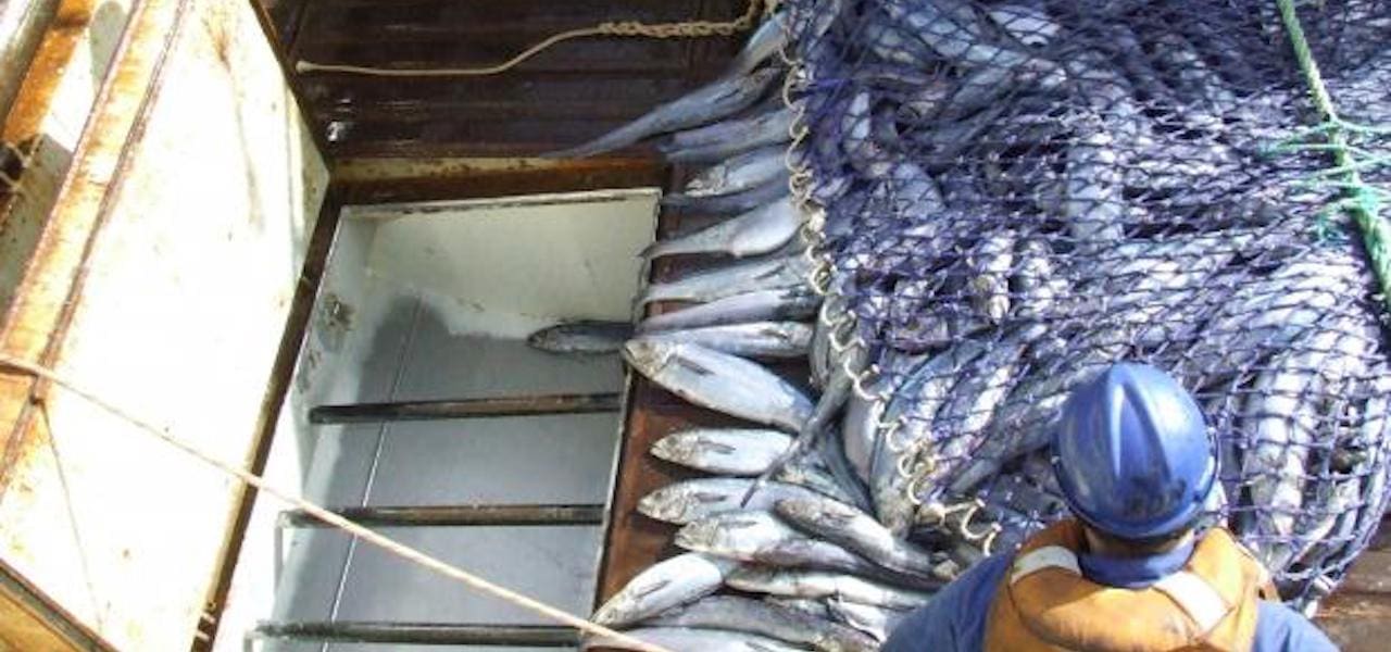 Read more about the article Blue grenadier catch increase approved