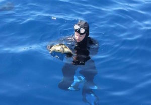 AFMA officer with a release Hawksbill turtle - @ Fiskerforum