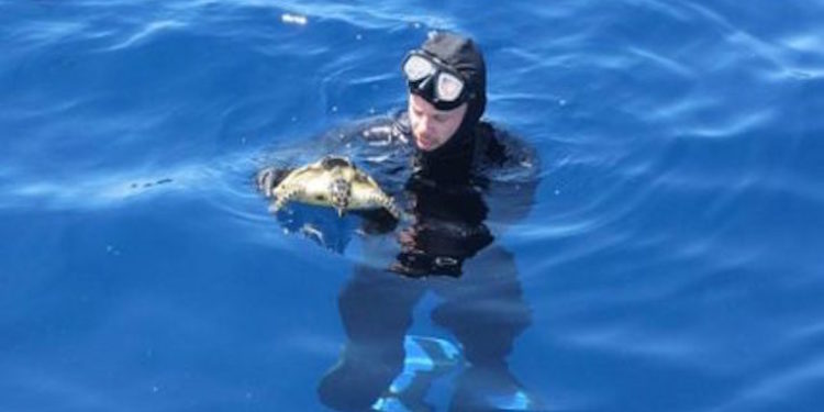 AFMA officer with a release Hawksbill turtle - @ Fiskerforum