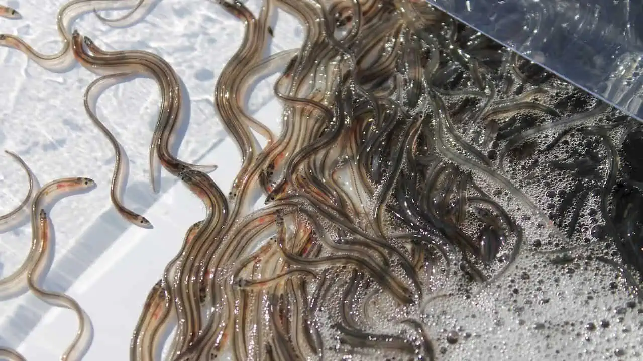 Read more about the article A decade of eel restocking