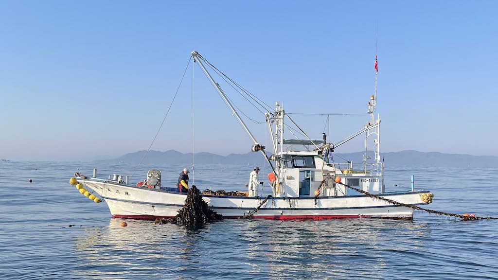Read more about the article Certified wakame and kelp hit supermarket shelves