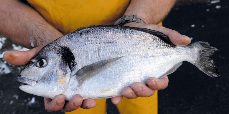 Read more about the article Bass and bream farm achieves ASC Certification