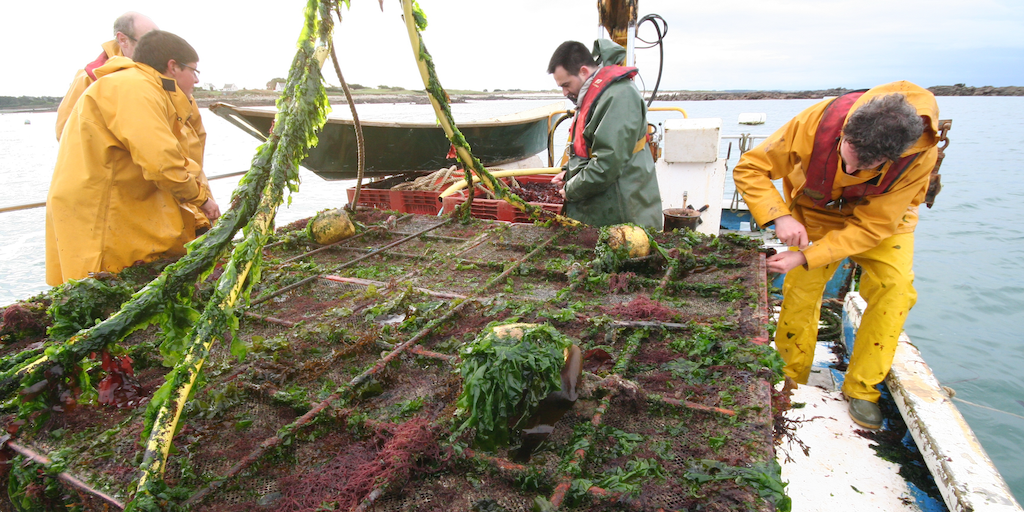 Read more about the article EU aquaculture left behind