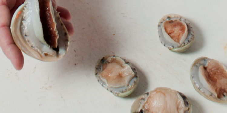 The grape marc-fed abalone also outperformed the other abalone - @ Fiskerforum