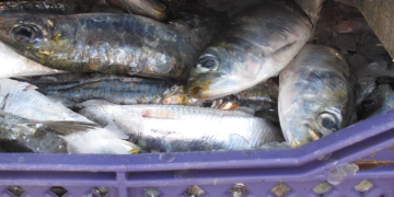 West Africa’s shared small pelagics need robust regional management