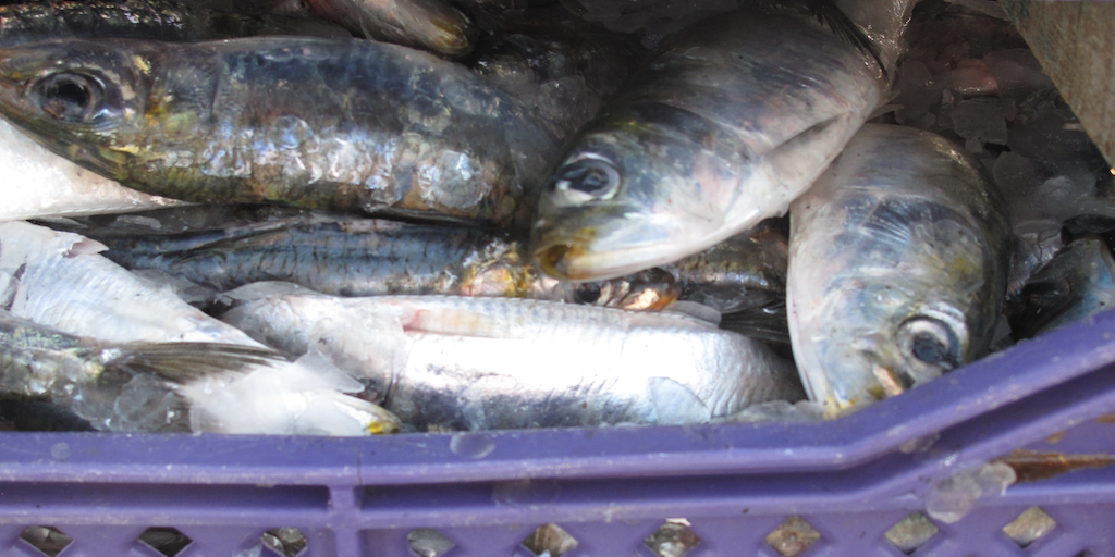 Read more about the article West Africa’s shared small pelagics need robust regional management