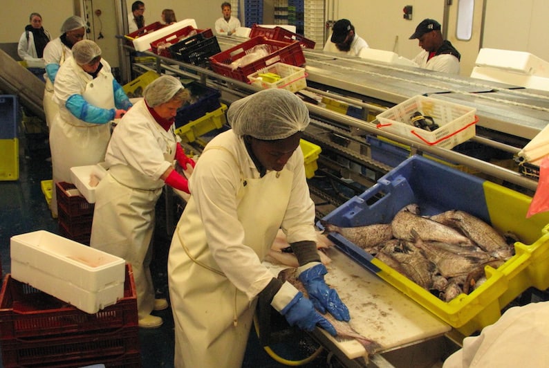 Read more about the article Rising demand for fish