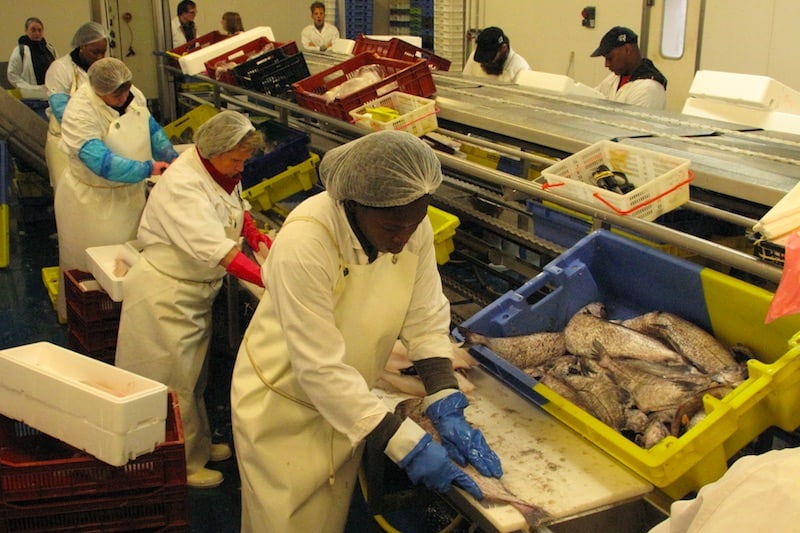 Read more about the article European fish processing sails through fitness check