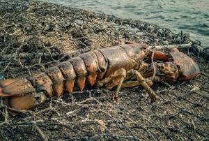American lobster - @ Fiskerforum