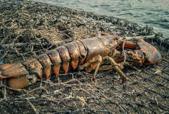 Read more about the article American lobster not on EU list of alien invasive species