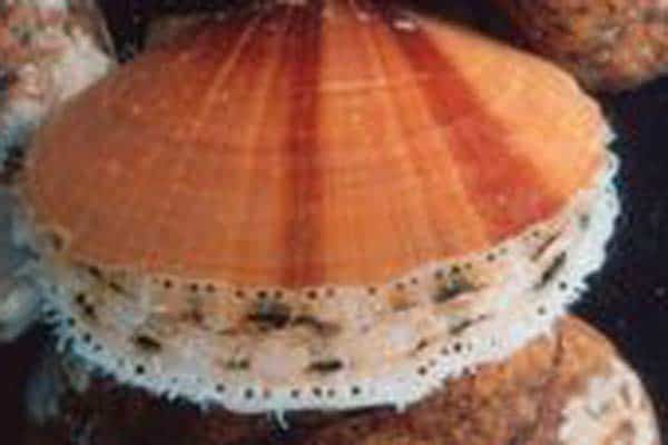 Read more about the article US east coast scallop fishery receives MSC certification