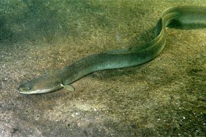 European eel (Anguilla anguilla) - @ Fiskerforum