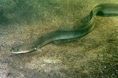 Read more about the article Aluminium levels to blame for eel decline?