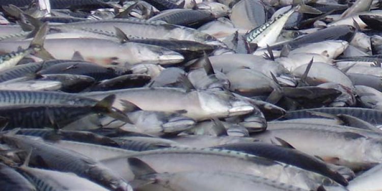 Icelandic fishing unaffected by sanctions.  Photo: Mackerel - FiskerForum.com - @ Fiskerforum