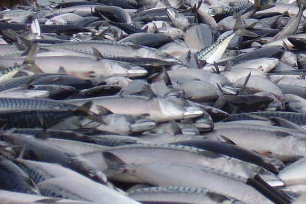 Read more about the article Icelandic fishing unaffected by sanctions