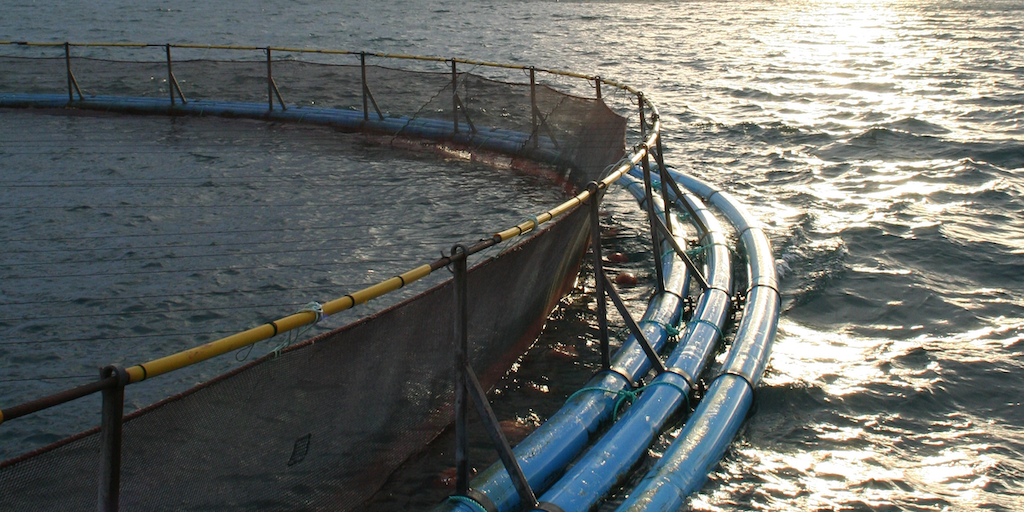 Read more about the article Ocean Board must deliver solutions, not more regulatory burden