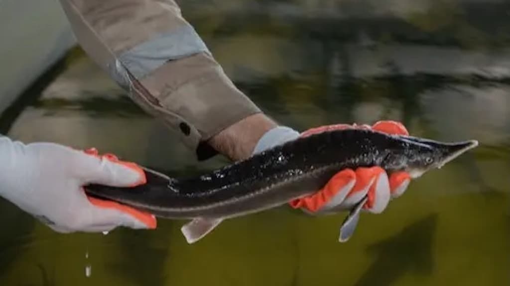 Read more about the article World’s first BAP-certified sturgeon farm