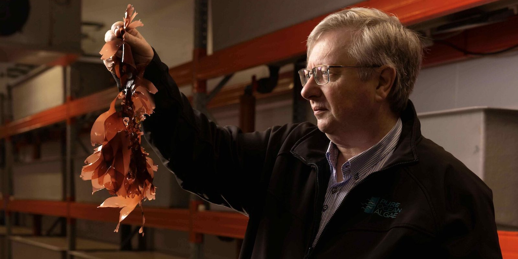 Read more about the article Health supplements from native red seaweed