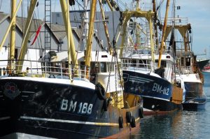 The Brixham fleet has seen spectacular reductions in discards since the 50% Project introduced modified trawl gears - @ Fiskerforum