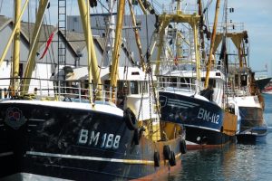 The Brixham fleet has seen spectacular reductions in discards since the 50% Project introduced modified trawl gears - @ Fiskerforum