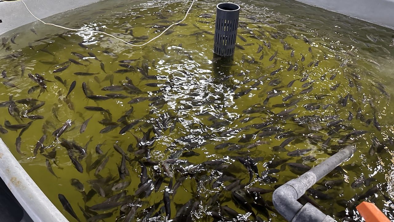 Read more about the article Transformative testing for yellowtail kingfish producer