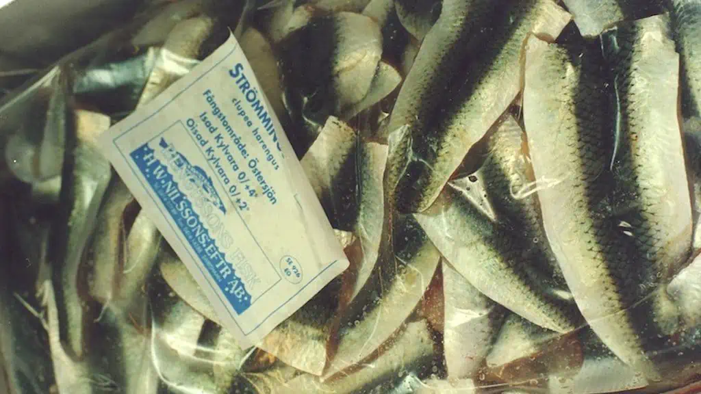Read more about the article EAPO and Commissioner discuss Central Baltic Herring