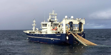 Herring play hard to get