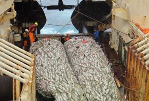 Barents Sea fishing - @ Fiskerforum
