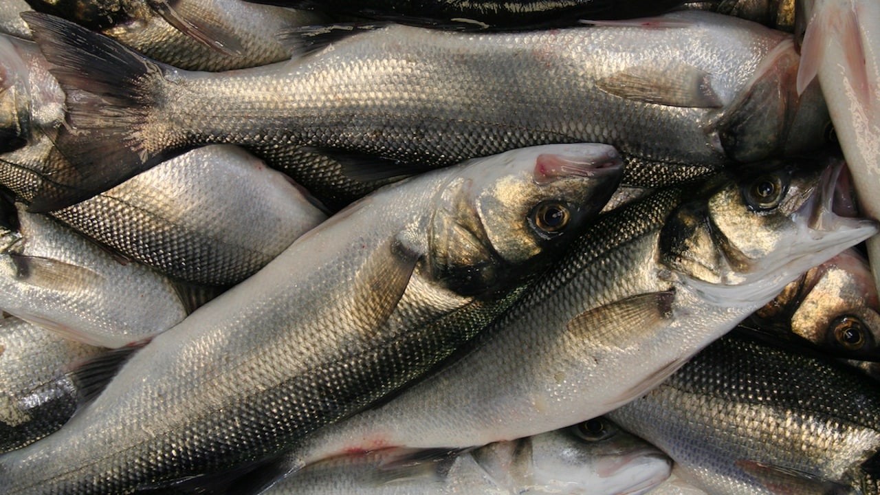 Read more about the article Fines for hiding bass in the bin