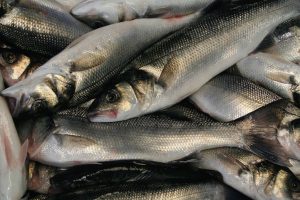 New measures have been agreed for bass and eel fisheries in 2018 - @ Fiskerforum