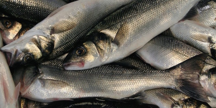 New measures have been agreed for bass and eel fisheries in 2018 - @ Fiskerforum