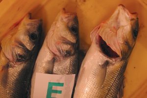 2018 has been another bad year for French bass liners - @ Fiskerforum