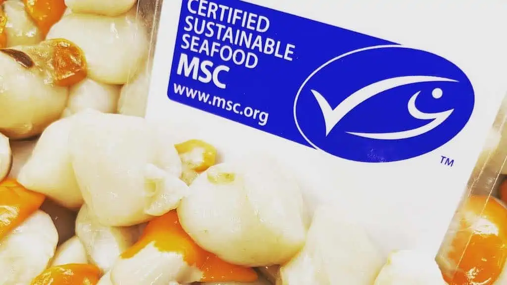 Read more about the article Bass Strait Scallop season opens – with MSC blue tick