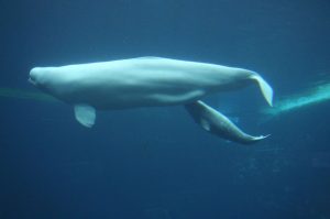 Beluga and calf - @ Fiskerforum