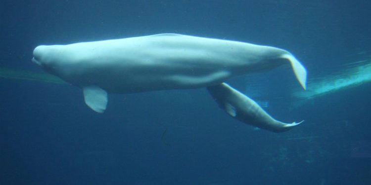 Beluga and calf - @ Fiskerforum