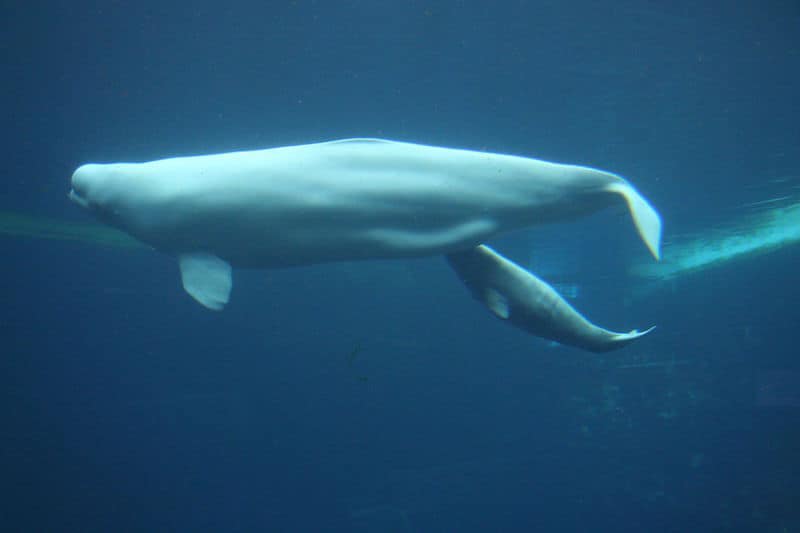 Read more about the article Canada places twelve species under protection