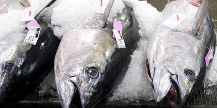 Bigeye tuna fishery gets MSC certification. Image: NOAA - @ Fiskerforum